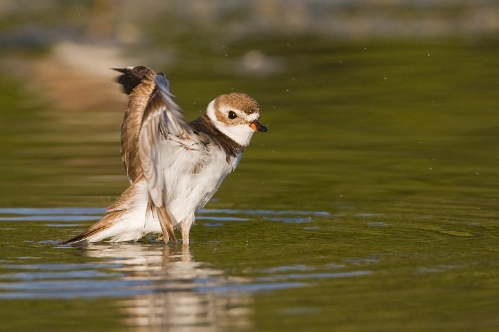Amerikanischer Sandregenpfeifer Charadrius semipalmatus Semipalmated Plover